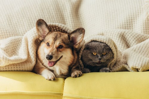 What happens to the pets if we get divorced